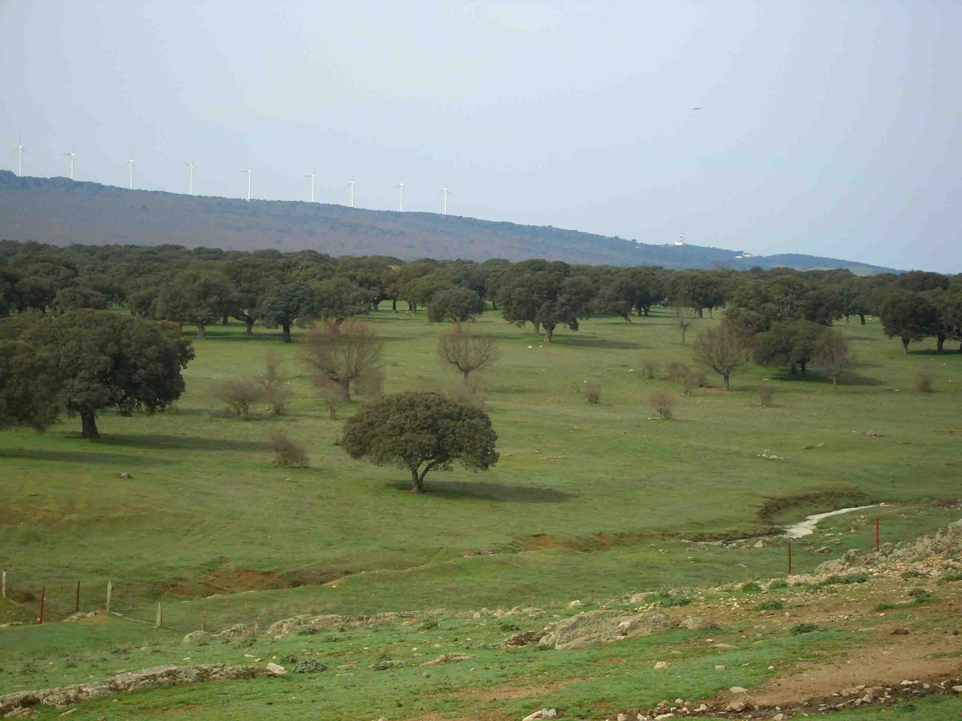 Paisaje de la dehesa de Calzadilla con molinos eólicos al fondo