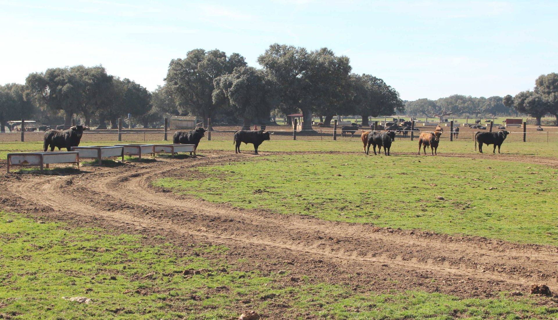 Toros bravos en el cercado durante las visitas guiadas