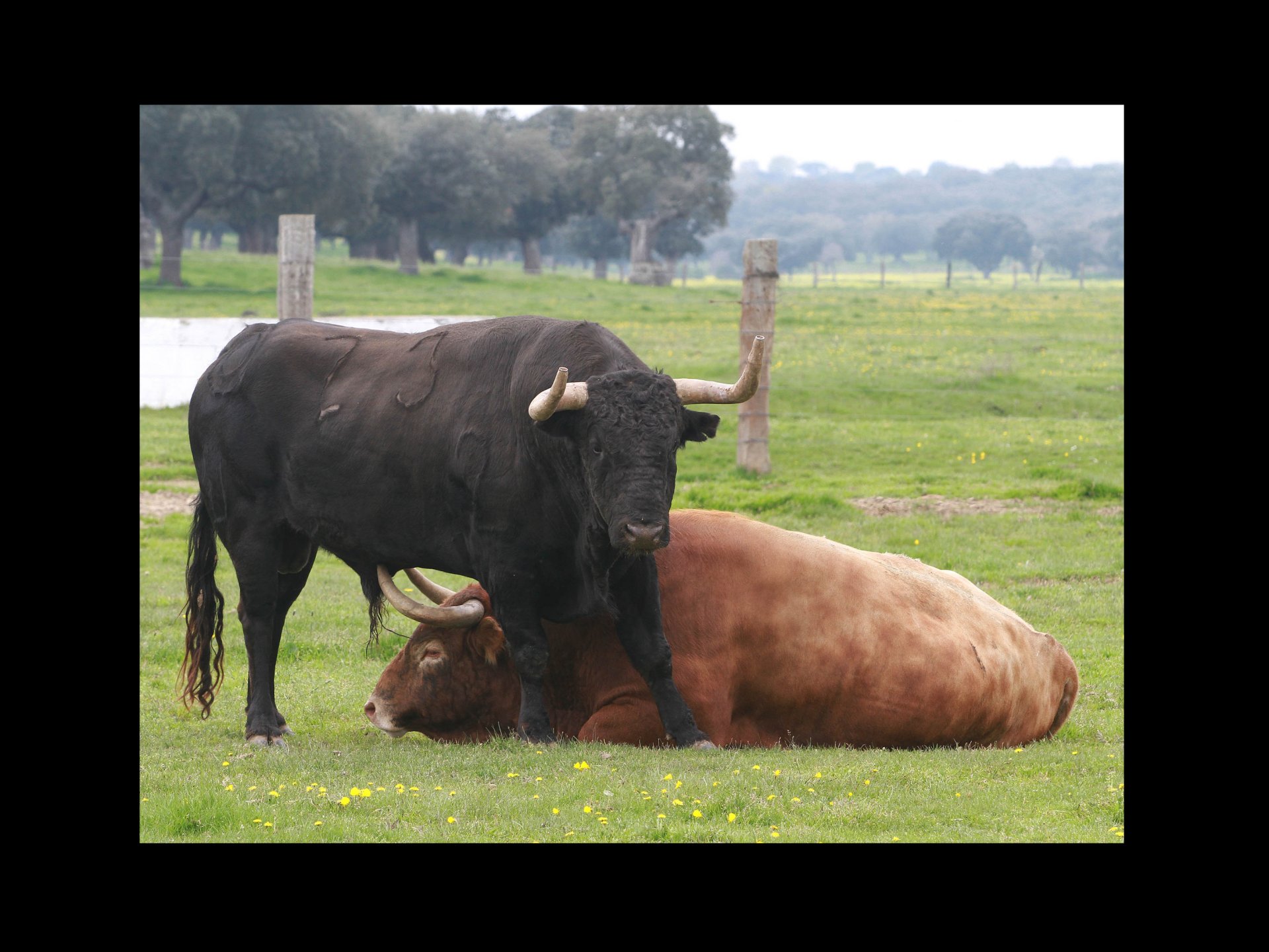 2 toros hermanados descansando en el campo.