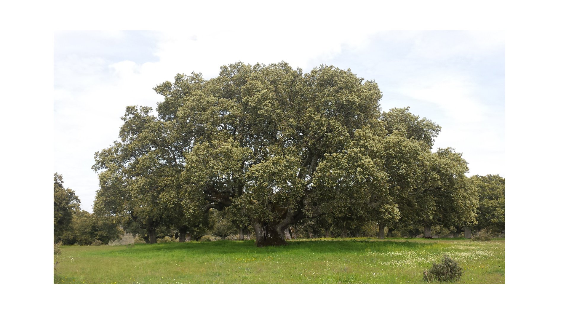 Encina milenaria de la Finca Calzadilla