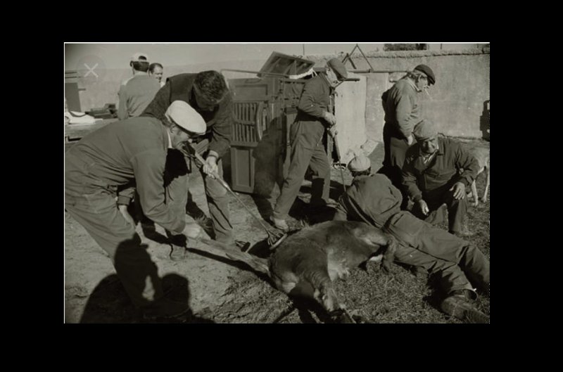 Fotografía histórica de un herrado en la Ganadería Montalvo