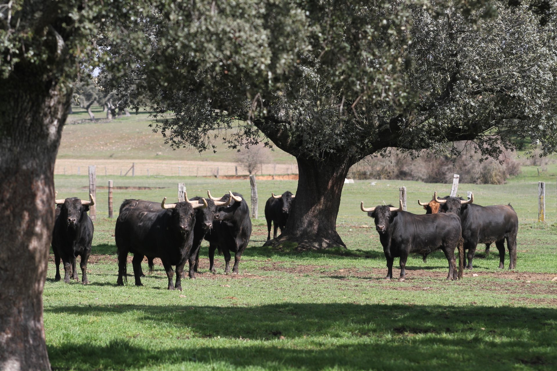 Lote de toros en la Finca Linejo