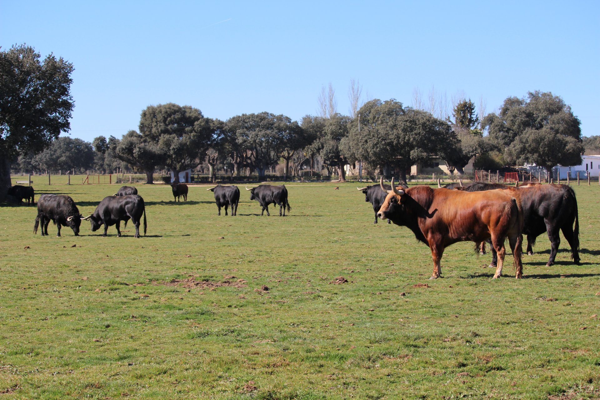 Grupo de toros bravos pastando en la dehesa de Linejo