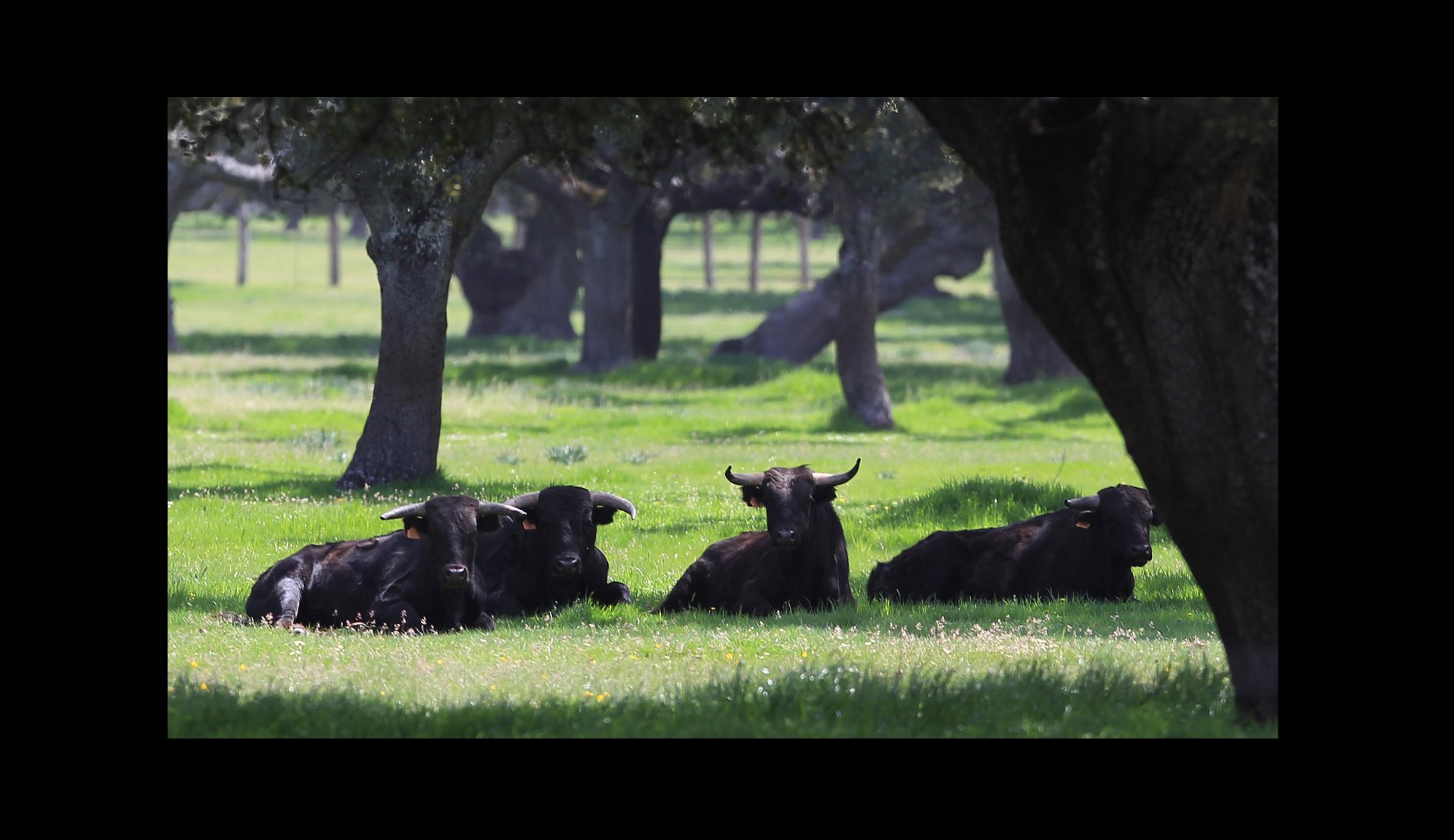 Novillos descansando bajo las encinas