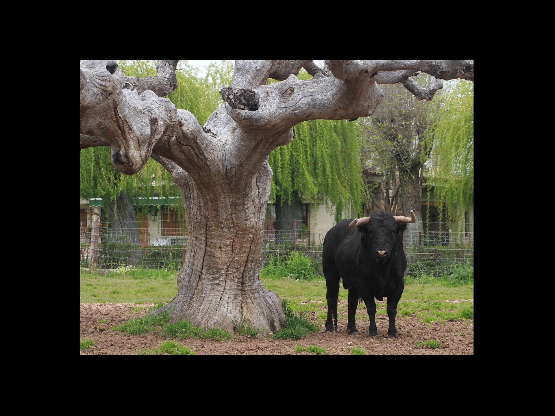 Toro bravo junto a un árbol centenario