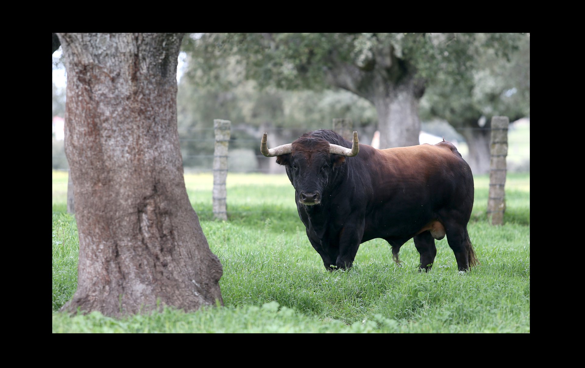 Toro castaño junto a una encina