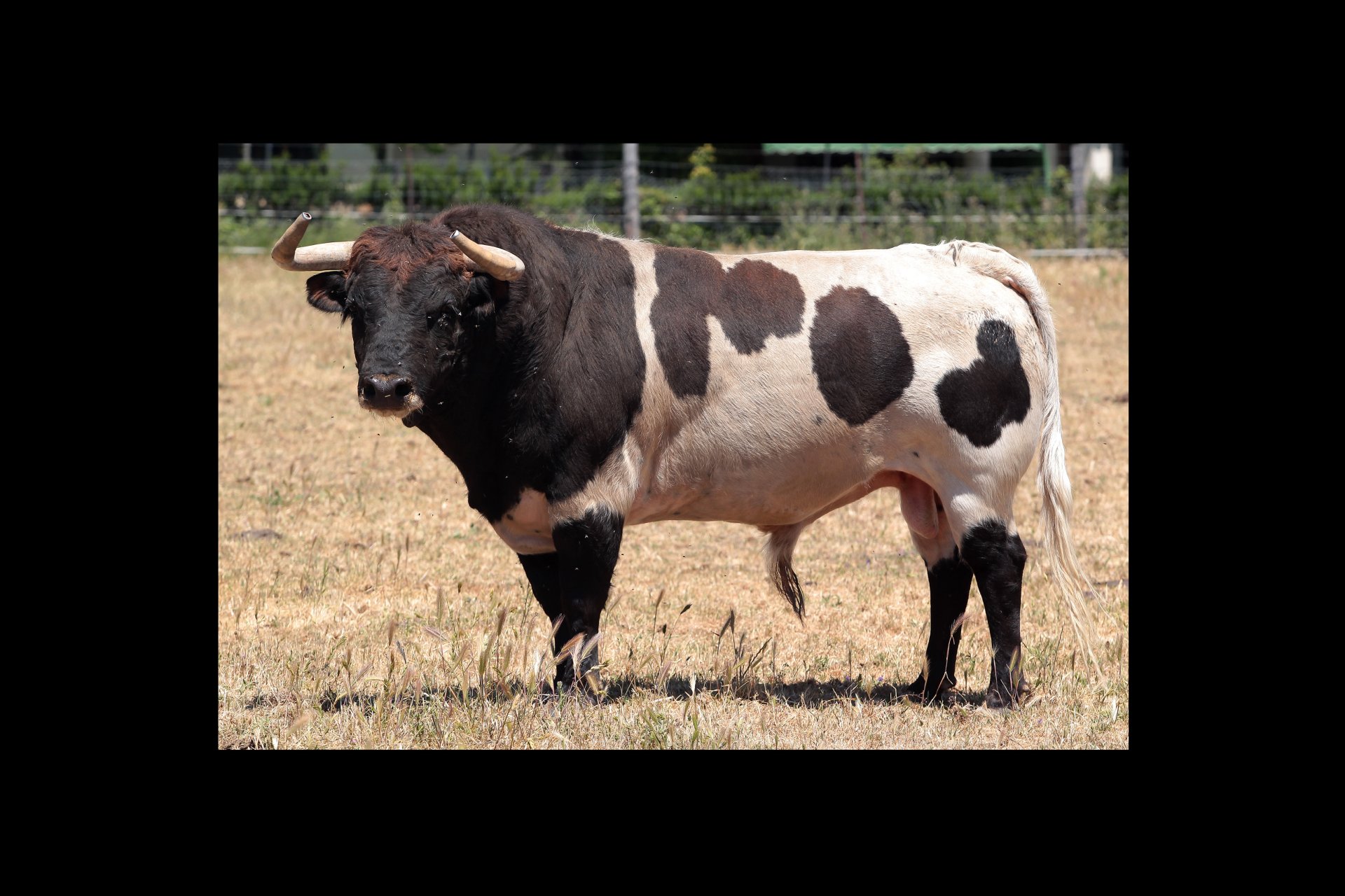 Toro con el pelo berrendo característico de la procedencia Martínez
