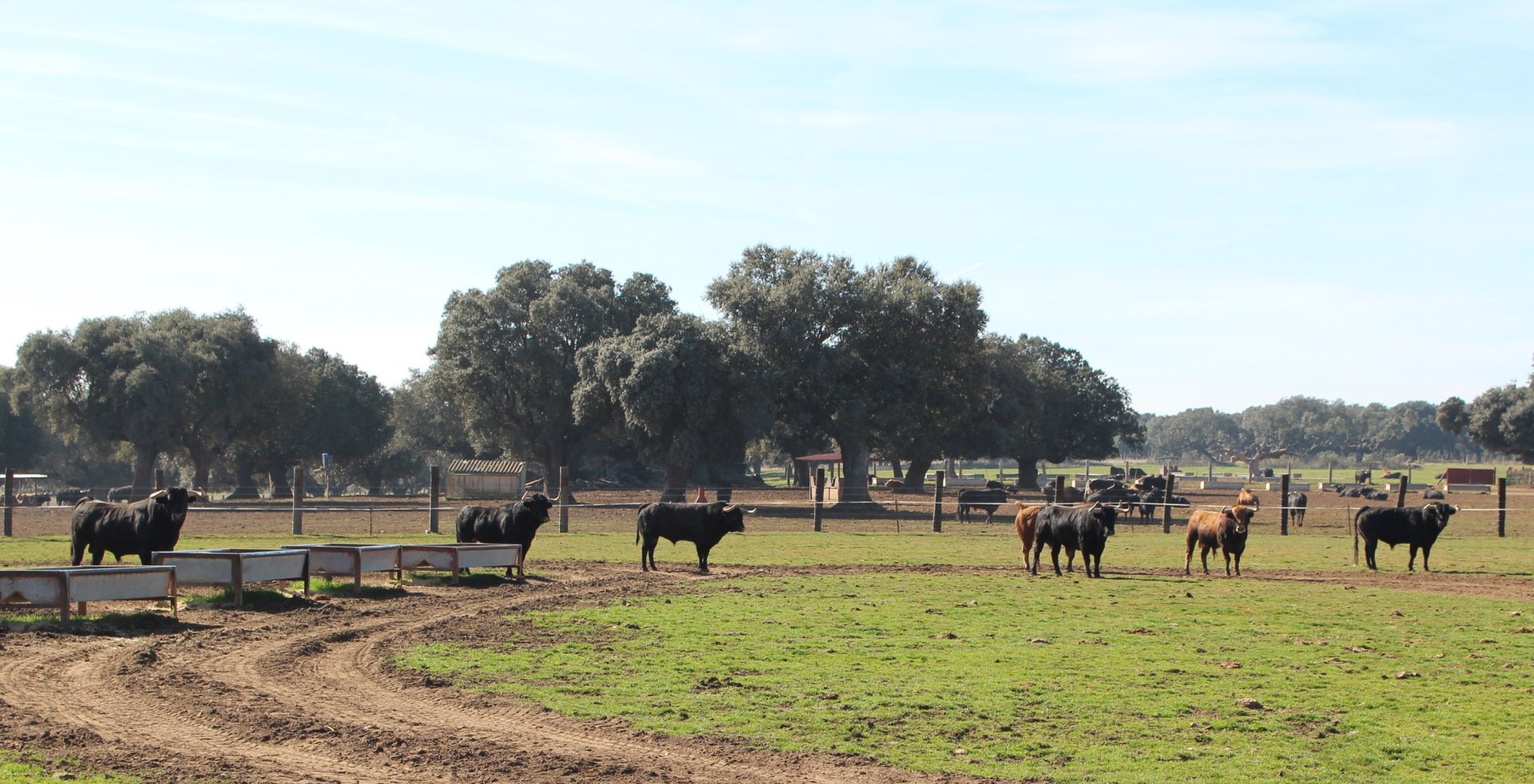 Toros bravos junto a los comederos del cercado