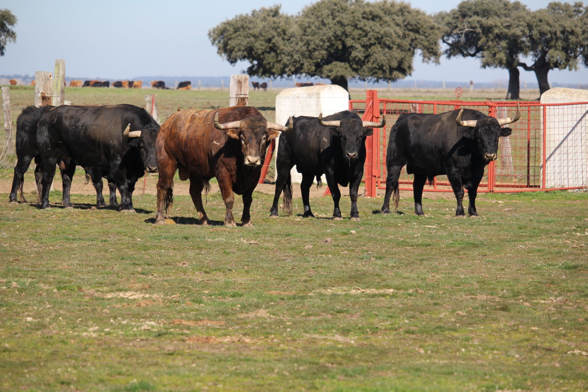 Toros de cabecera listos para lidiarse.