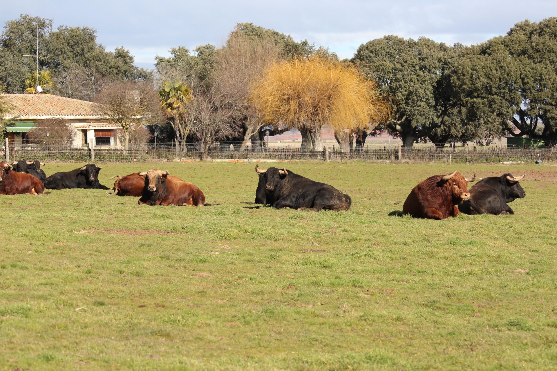 Toros tumbados en la dehesa delante de la casa