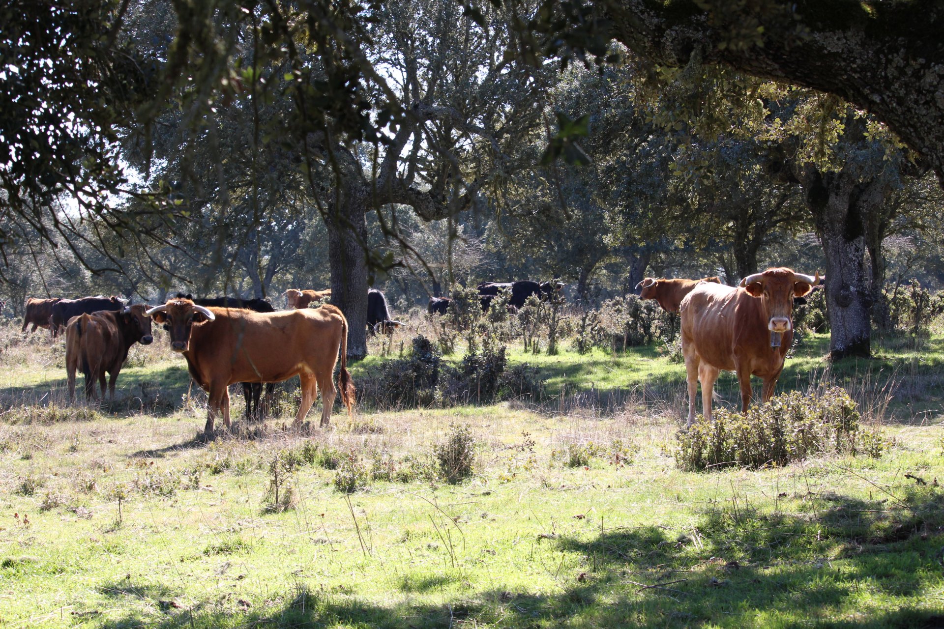 Vacas en invierno al abrigo del monte de encinas