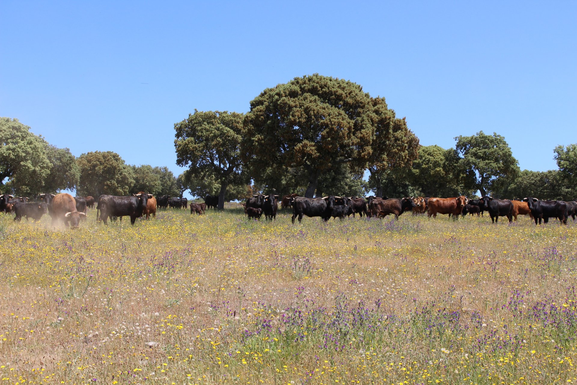 Vacas pastando en la dehesa